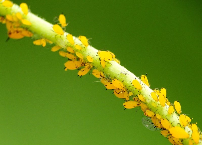 植物常见虫害之三:蚜虫
