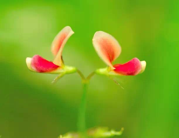 此图不是双生花,双生花是传说中的花,而我的配图也是为了那个故事