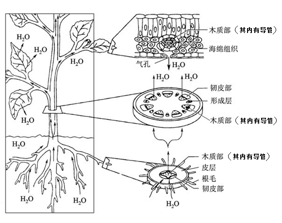 植物是怎样吸收和运输水分的?