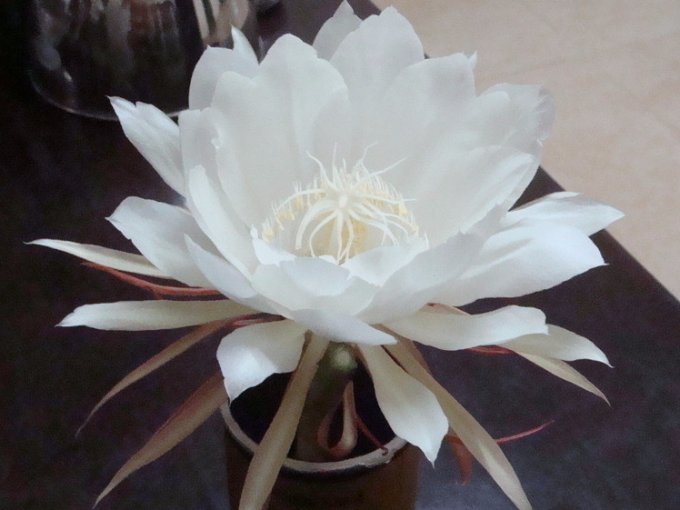 昙花一现的传说