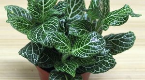 室内盆栽植物如何清洗叶子？