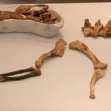 丹思照谁楼