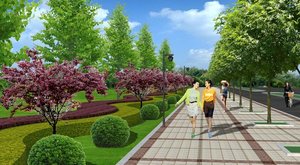 如何选择城市道路绿化的植物？