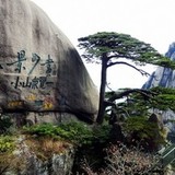蔷薇带露开