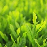 珏烟花