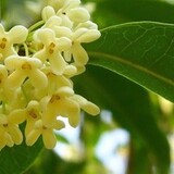没胡子井