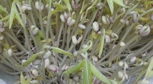 在家自己发豆芽的方法