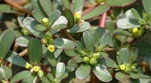 清明时节，也谈长寿菜马齿苋