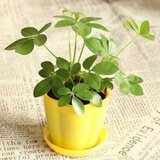 李宗刚