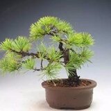 玛泽的故事
