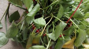 掌握4个秘诀，枯萎濒死的植物就能救活！