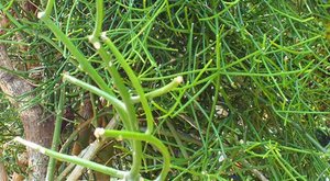 植物单身汉：光棍树为什么没有叶子