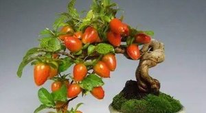 不经意打造一个花盆，惊艳你的全家！