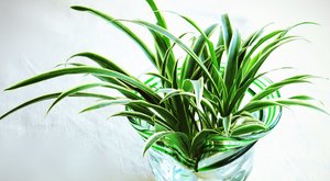 植物水培的介绍