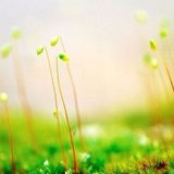 淡淡静好