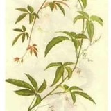 六月冬眠