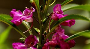 凤仙花的花语和传说