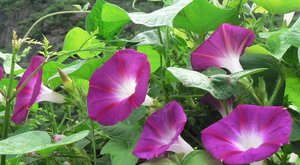 有关牵牛花的传说故事