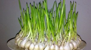 一个吃大蒜抗癌的故事