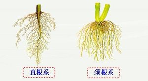 植物是怎样吸收和运输水分的？