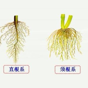 植物是怎样吸收和运输水分的