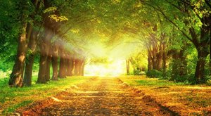 令人窒息：世界上最美丽的树盘点（下）
