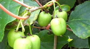 世界上最为稀有的植物之一藤枣