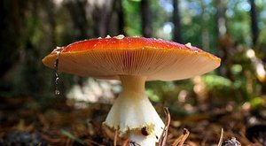 摄影师和他镜头下超梦幻的小蘑菇