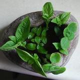 吴玉君
