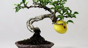 精致景观|微型盆景该选择什么植物