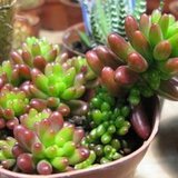 雏菊老虎