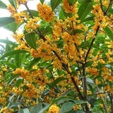 匹夫撼树