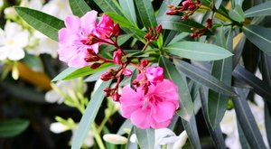 夹竹桃的毒性与环保作用