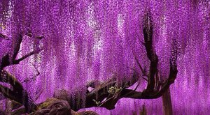 令人窒息：世界上最美丽的树盘点（上）