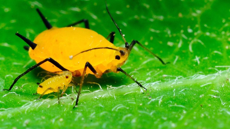 植物常见虫害之三:蚜虫 