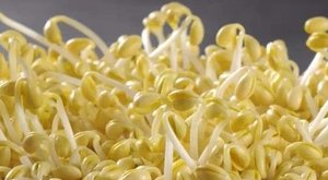 自己在家种绿豆芽的方法攻略