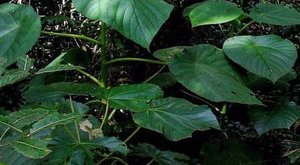 世界最毒的植物——Gympie-Gympie