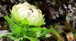天山雪莲：五年开一次花