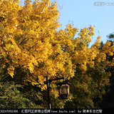 依巴拉度