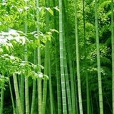 黄岛老竹