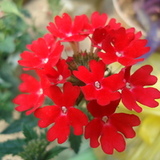 茉莉蜜茶