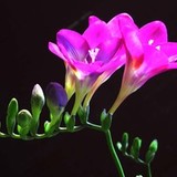 小笨熊