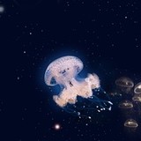 心肝儿