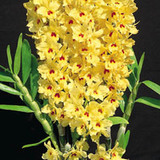 裙子和芒果