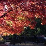 静语听花音
