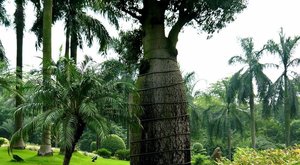 沙漠植物故事：佛肚树——玉树珊瑚