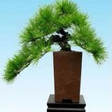 幸运草神探