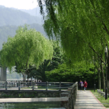 柳岸归舟
