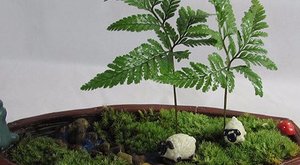 养一盆“苔藓”盆栽，潮起来