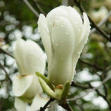 西门石桥